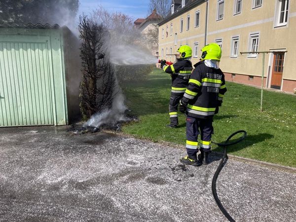 B09 Heckenbrand Neue Heimat